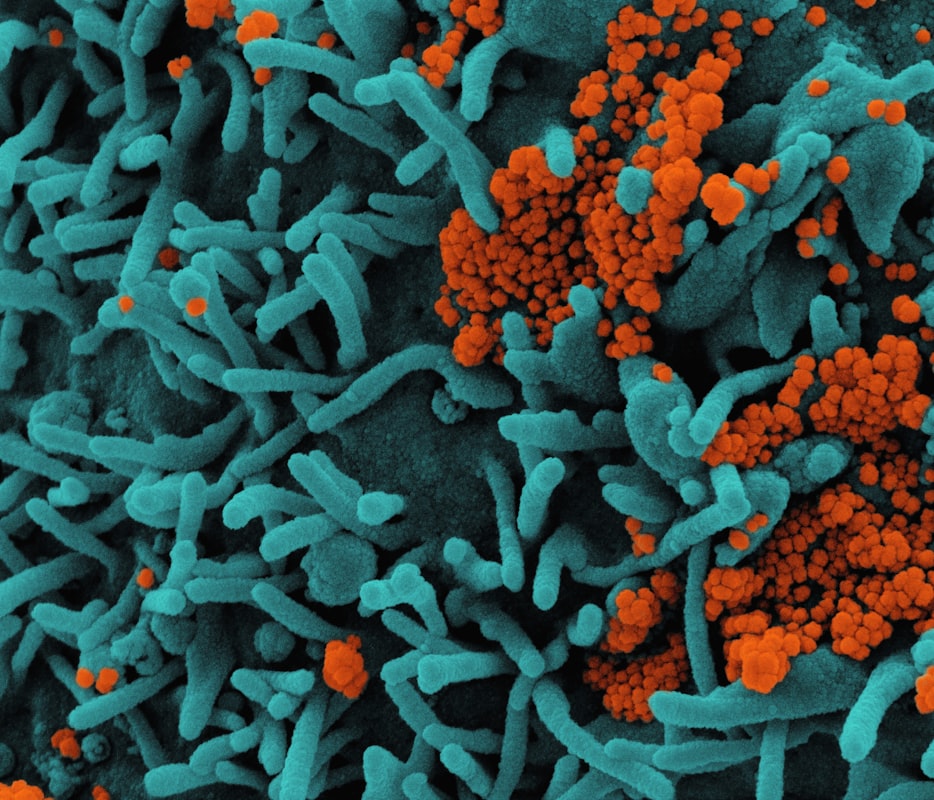 Dieta y microbiota